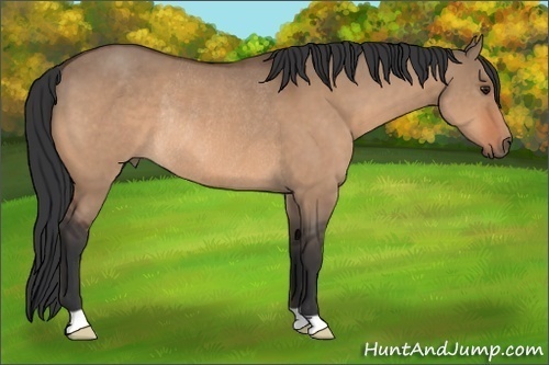 Horse Color: Bay Dun Rabicano 