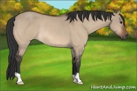Horse Color:Bay Dun Rabicano 