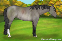 Horse Color:Grullo Rabicano 