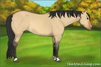 Horse Color:Bay Dun Rabicano 