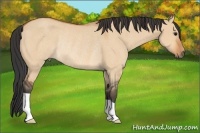 Horse Color:Bay Dun Rabicano 