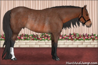Horse Color:Bay Rabicano 
