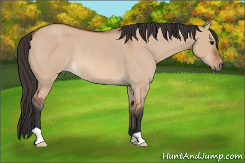 Horse Color: Bay Dun Rabicano 