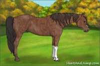 Horse Color:Bay  Brindle