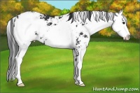 Horse Color:Black Sabino