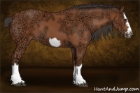 Horse Color:Bay Ice Splash Frame 