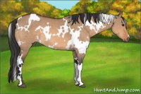 Horse Color:White Spotted Bay Dun