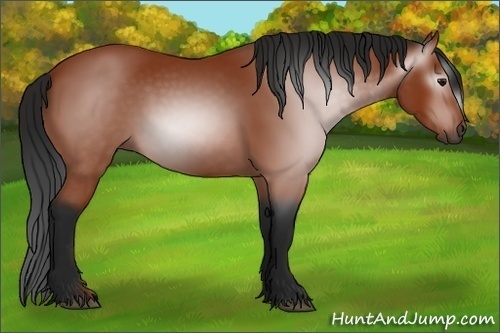 Horse Color:Gray Bay