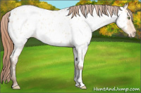 Horse Color:Amber Champagne Dun Appaloosa 