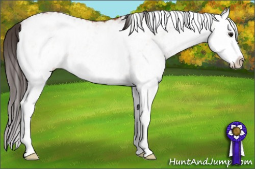 Horse Color: White Spotted Bay Splash Blanket 