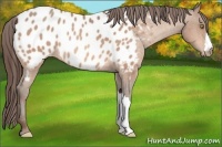 Horse Color:Amber Champagne Appaloosa 