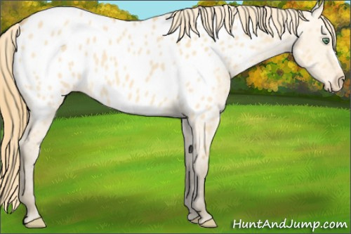Horse Color: Amber Cream Champagne Dun Near Leopard 