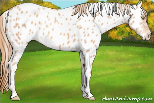 Horse Color: Gold Champagne Roan Near Leopard 