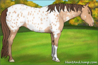 Horse Color:Amber Champagne Appaloosa Rabicano