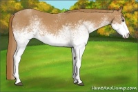 Horse Color:White Spotted Chestnut 