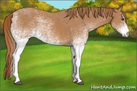 Horse Color:White Spotted Chestnut 