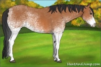 Horse Color:White Spotted Bay 