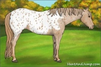 Horse Color:Chestnut Near Leopard 
