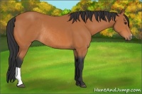 Horse Color:Bay Rabicano 