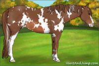 Horse Color:White Spotted Liver Chestnut Sabino 