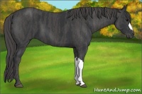 Horse Color:Black  Brindle
