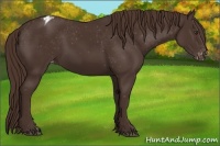 Horse Color:Liver Chestnut Appaloosa 