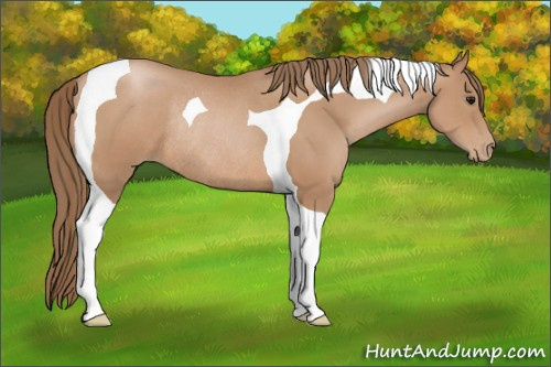 Horse Color: Black Pearl Tobiano Rabicano 