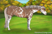 Horse Color:Silver Black Sabino Rabicano 