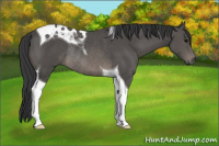 Horse Color:Black Tobiano Rabicano
