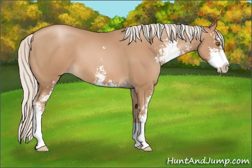 Horse Color: Silver Black Pearl Sabino 