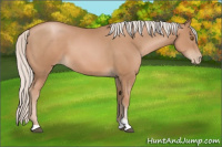 Horse Color:Silver Black Pearl Sabino 