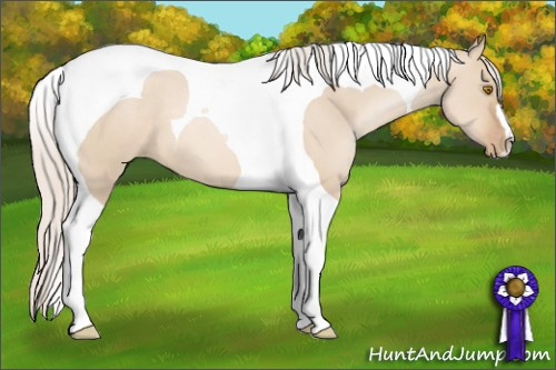 Horse Color: Silver Grullo Pearl Tobiano 