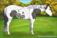 Horse Color:Black Splash Tobiano Rabicano