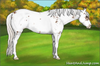 Horse Color:Silver Brown Sabino 