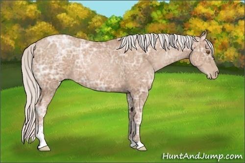 Horse Color: Silver Black Ice Pearl Sabino 