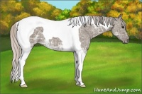 Horse Color:Silver Grullo Ice Tobiano