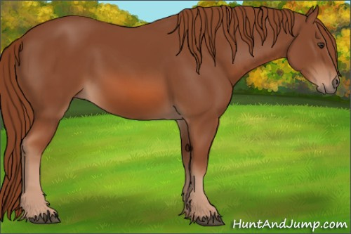 Horse Color: Liver Chestnut 