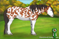 Horse Color:Bay Sabino Splash Near Leopard 