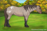 Horse Color:Bay Roan Dun Appaloosa 