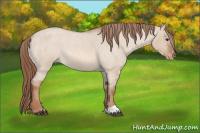 Horse Color:Red Dun Roan Varnish 