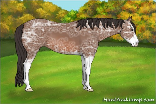 Horse Color: Bay Ice Sabino 