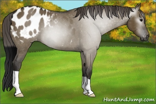 Horse Color:Gray Smoky Grullo Blanket 