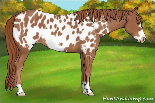 Horse Color:Chestnut Frame Blanket