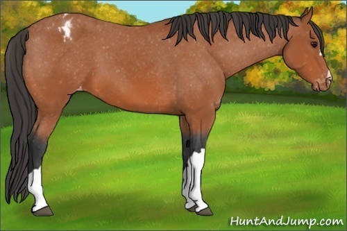Horse Color:Bay Appaloosa 