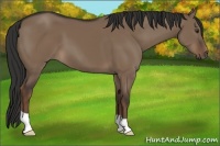 Horse Color:Liver Red Dun 