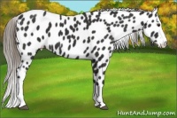 Horse Color:Liver Chestnut Mushroom Splash Leopard 