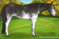 Horse Color:White Spotted Liver Chestnut 