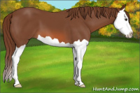 Horse Color:Liver Chestnut Splash 