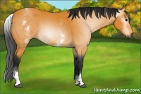 Horse Color:Gray White Spotted Buckskin 