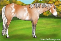 Horse Color:Gray White Spotted Silver Buckskin 